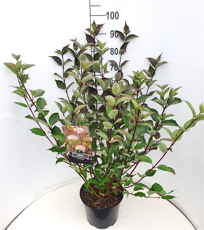 Cornus alba 'Kesselringii'