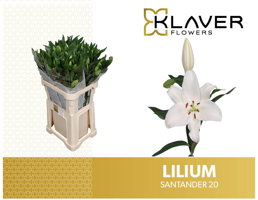 Lilium Or Santander 80cm 2/4bl