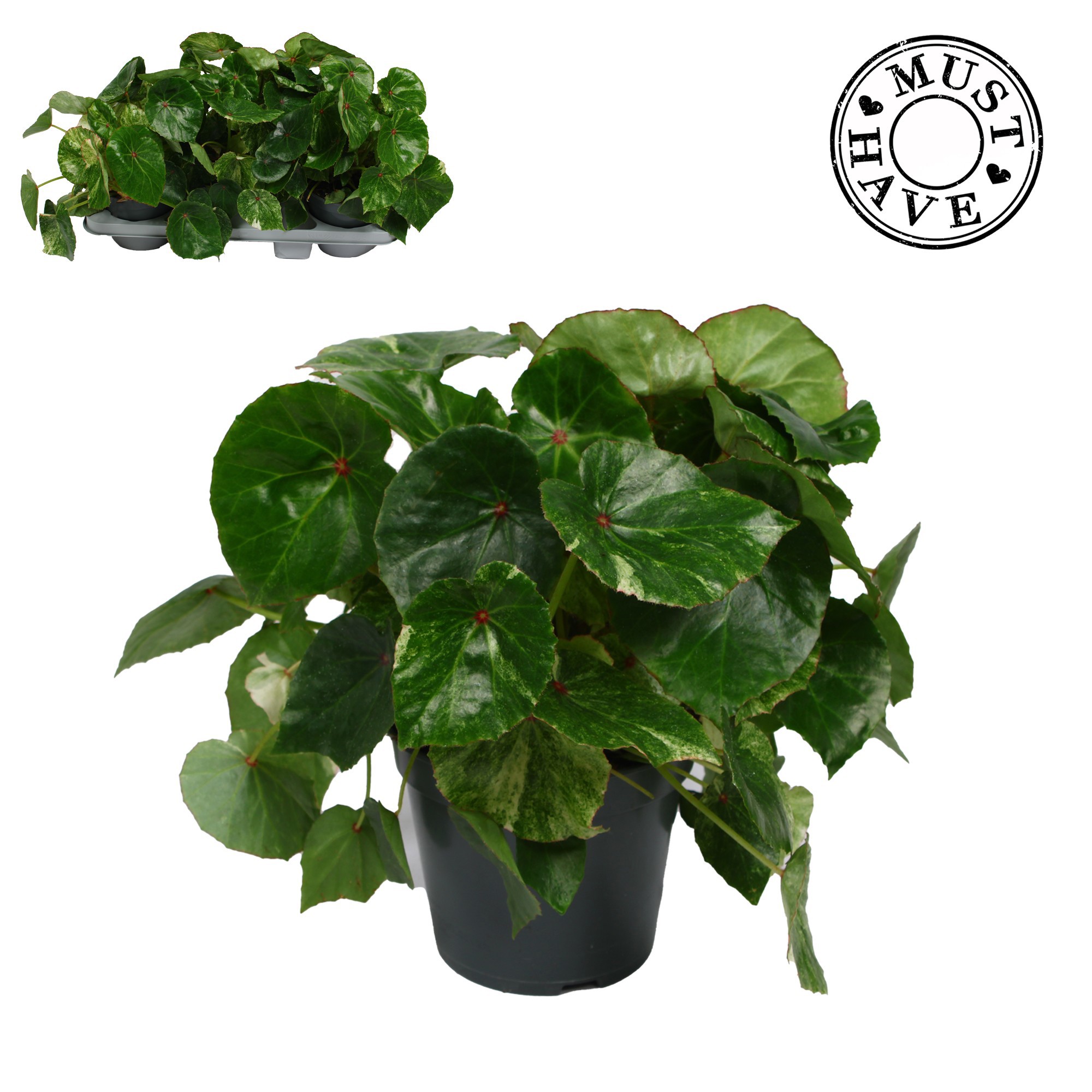 Bladbegonia Rouge Variegated 17 Cm