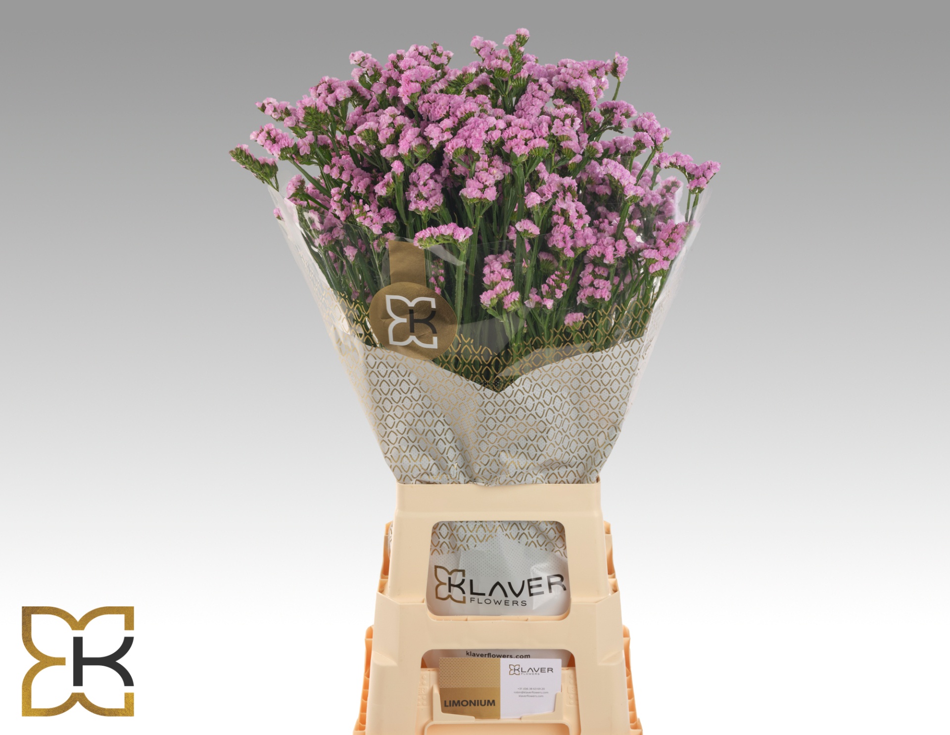 Limonium St Fantasia Wings 70cm 40gram