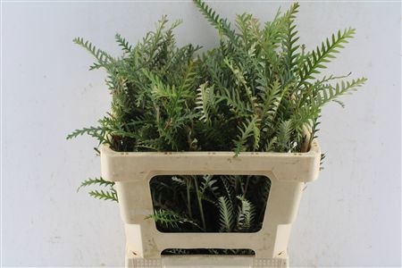 Grevillea Ivanhoe Bronze 50cm