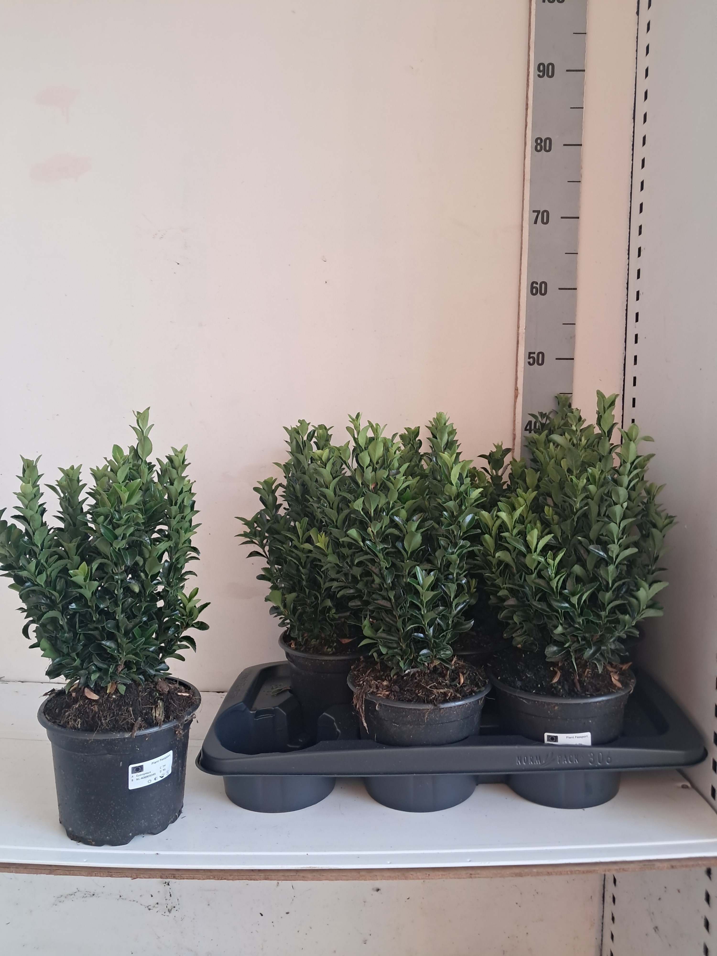 Euonymus Ja Gr Spire 17P 40H