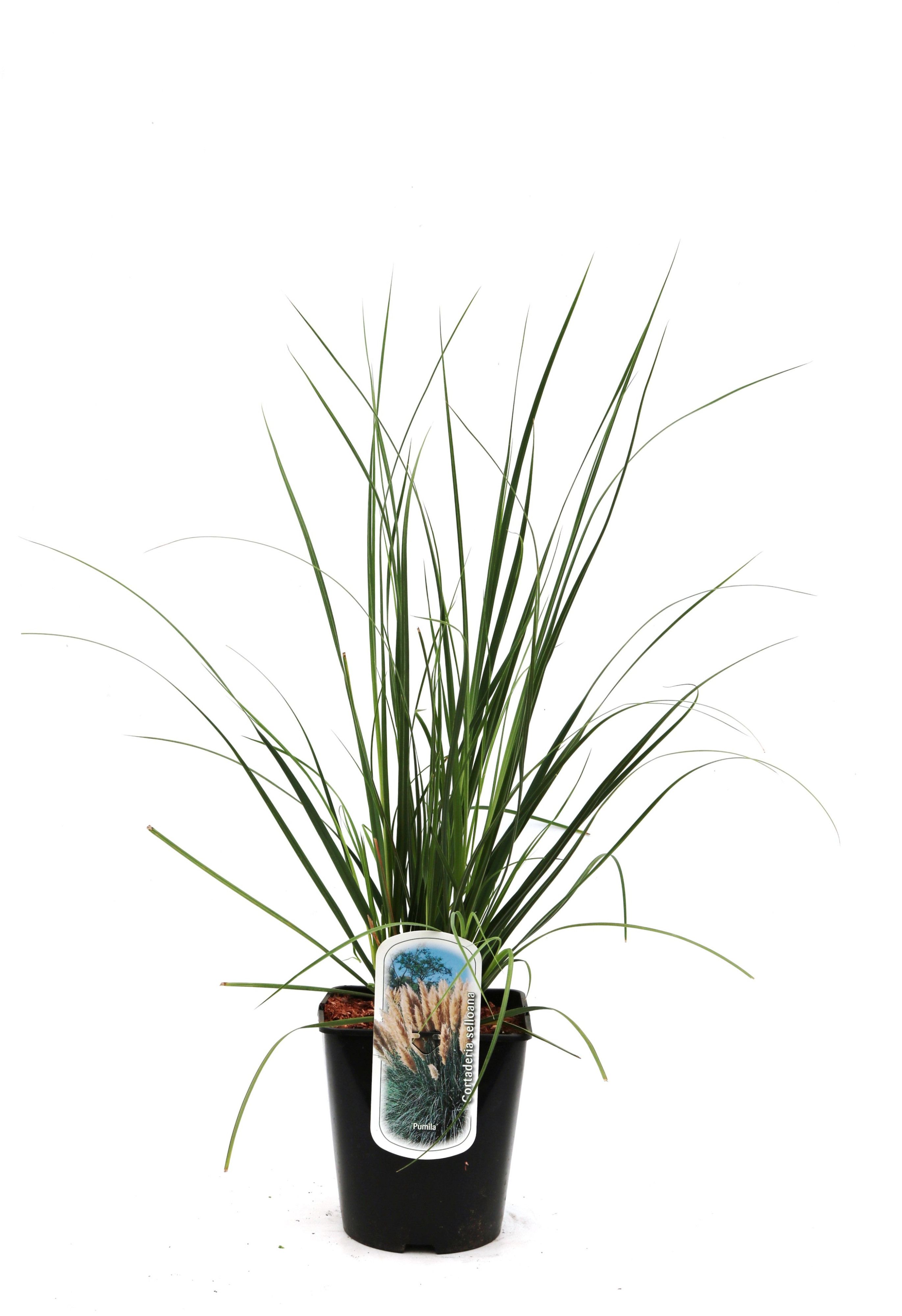 Cortaderia selloana 'Pumila'