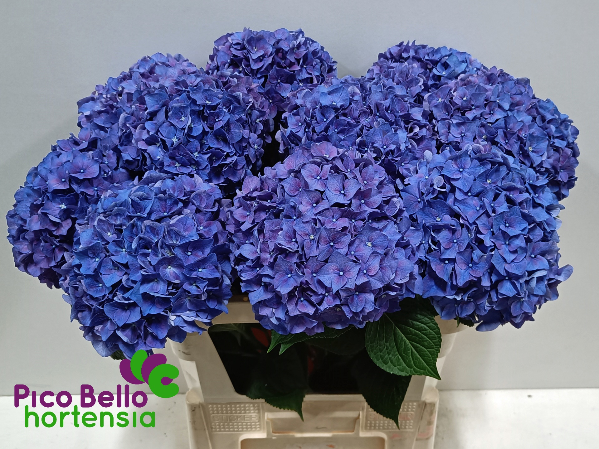 Hydrangea Rodeo Purple 80cm 18Ø