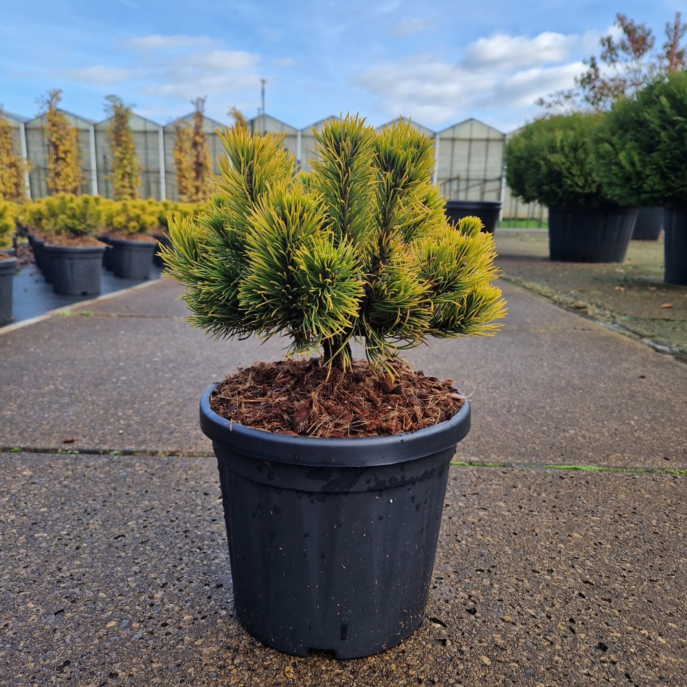 Picture of Pinus mugo Carsten's Wintergold C6 20/25 (LOOSE)