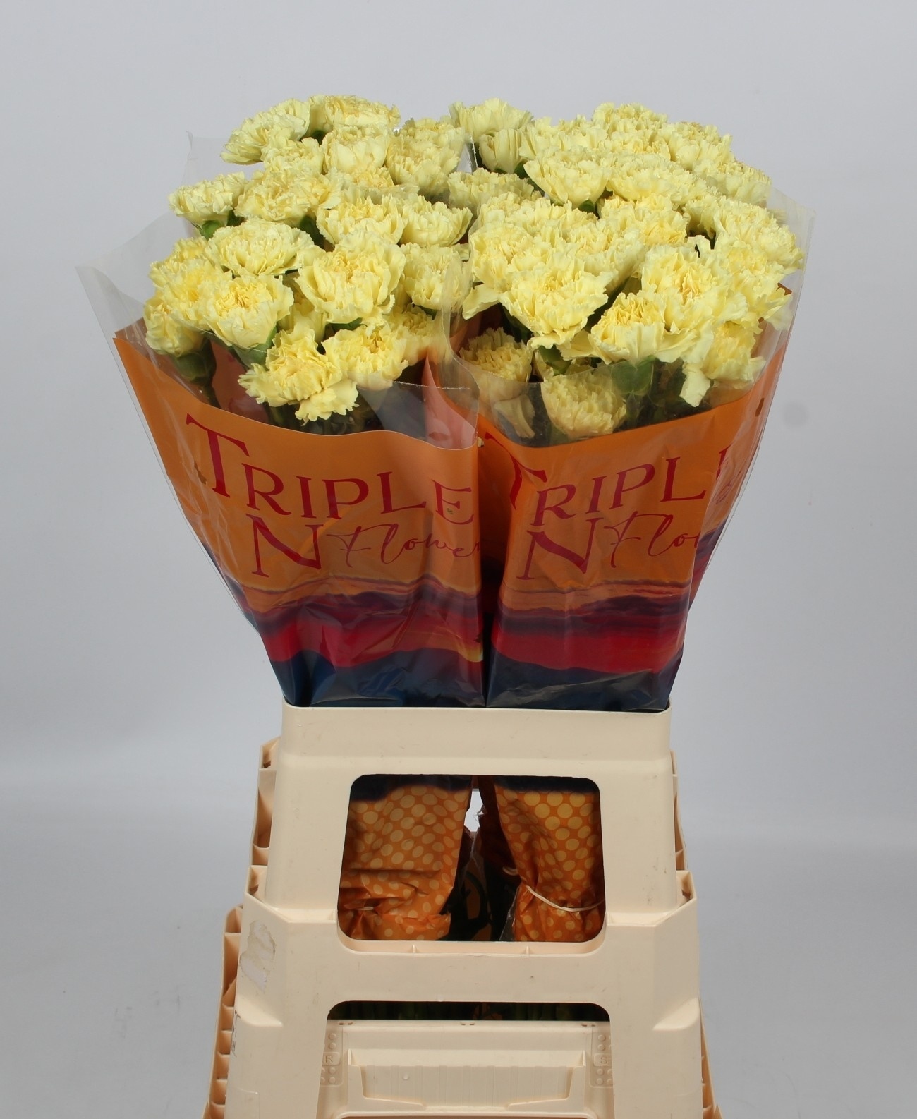Dianthus Hermes 60cm