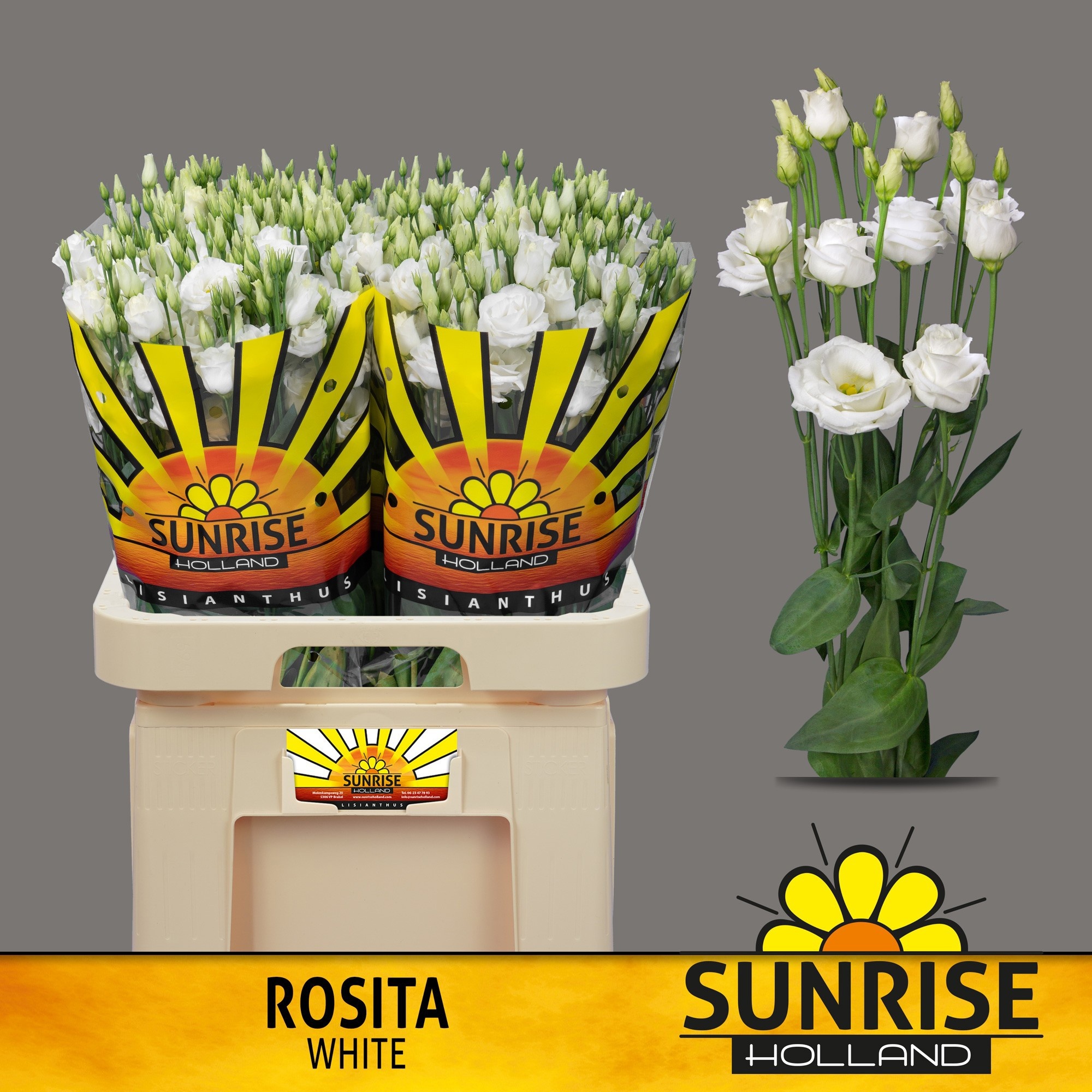 Eus G Rosi White