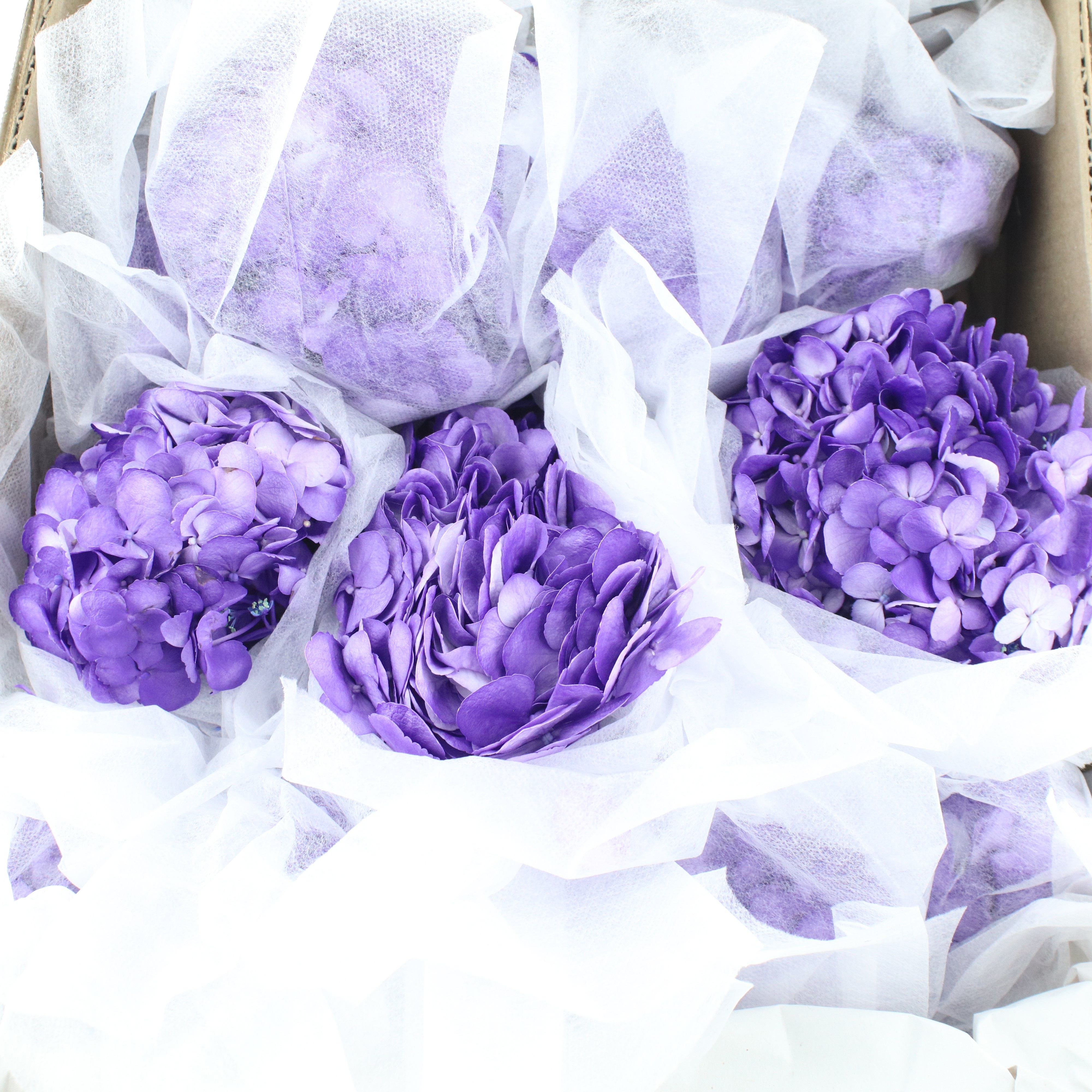 Hydrangea Pompidou 60cm 18Ø