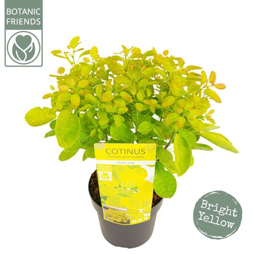 Cotinus cog. 'Golden Lady' ® p19 Son