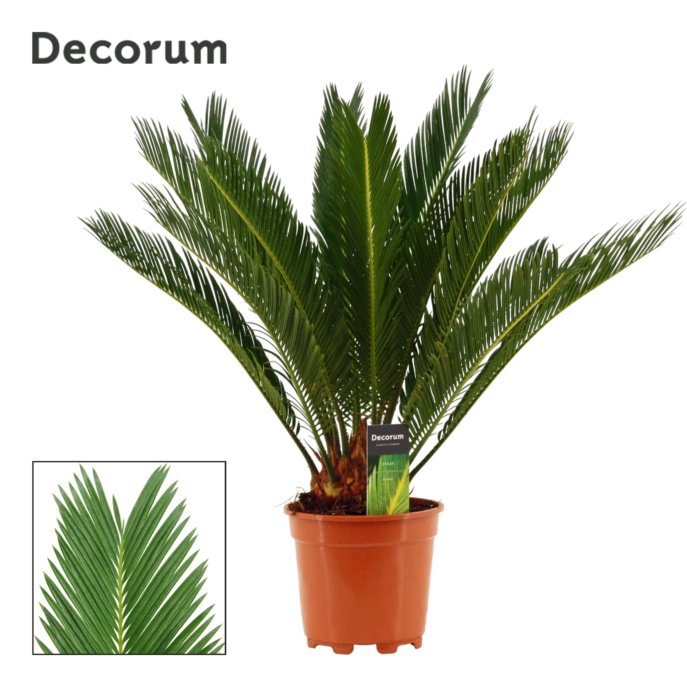 Cycas Revoluta Decorum, 12+ veren