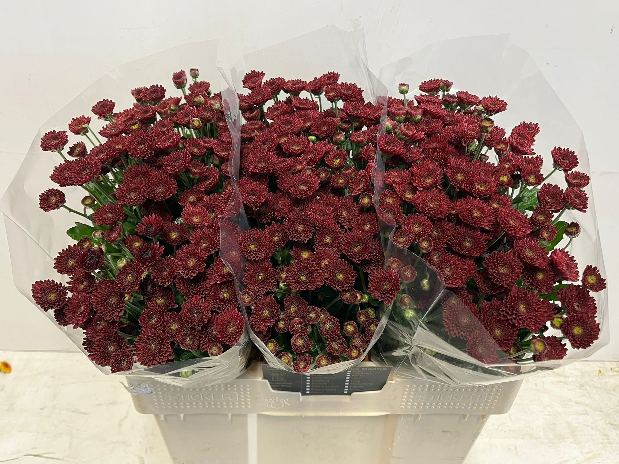 Chrys Santini Jinda Red 55cm 550Ø