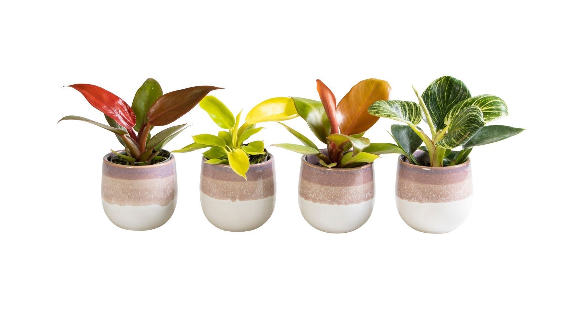 Philodendron L 65842 with Philodendron Mix