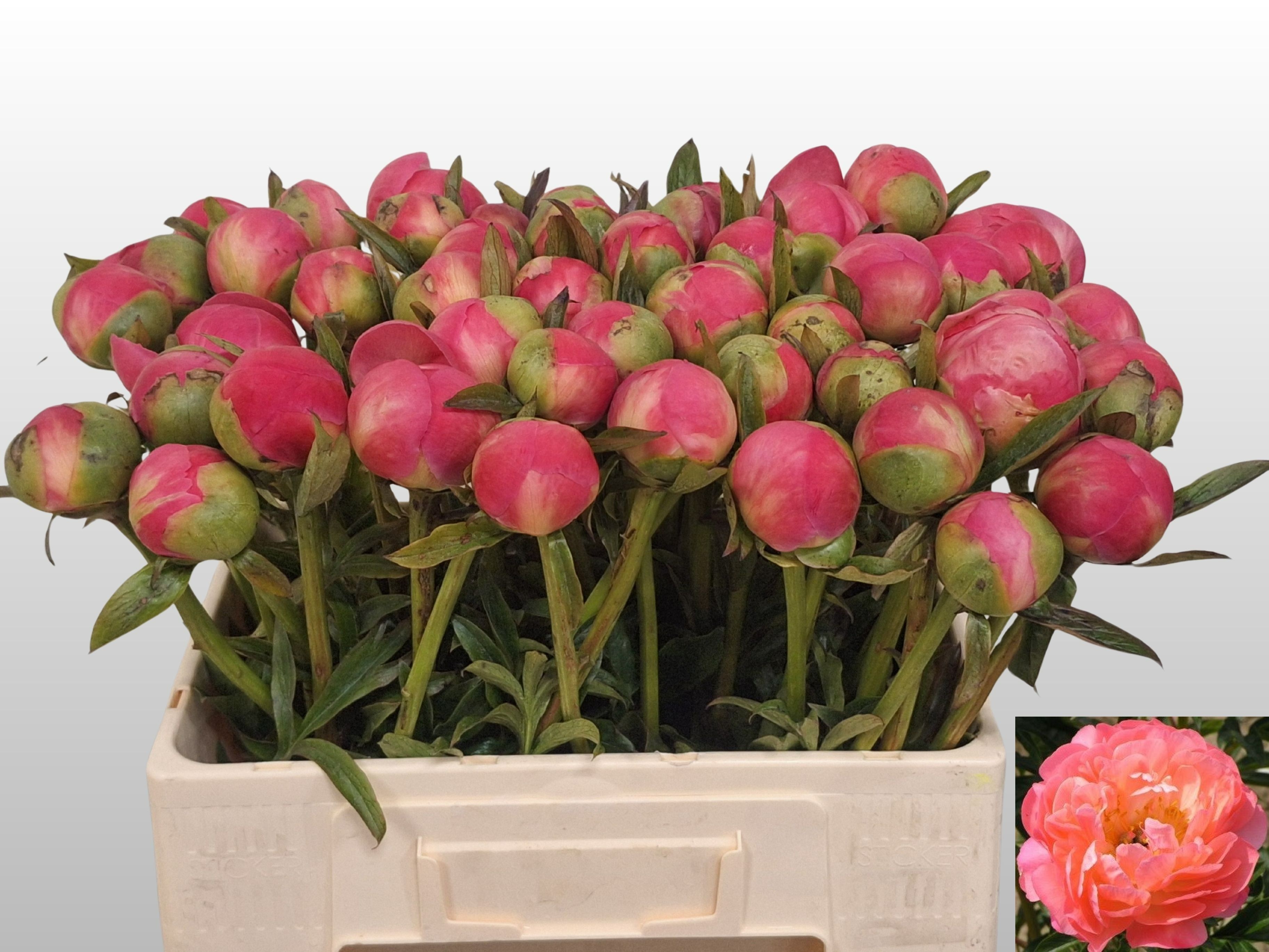 Paeonia Coral Charm 50cm