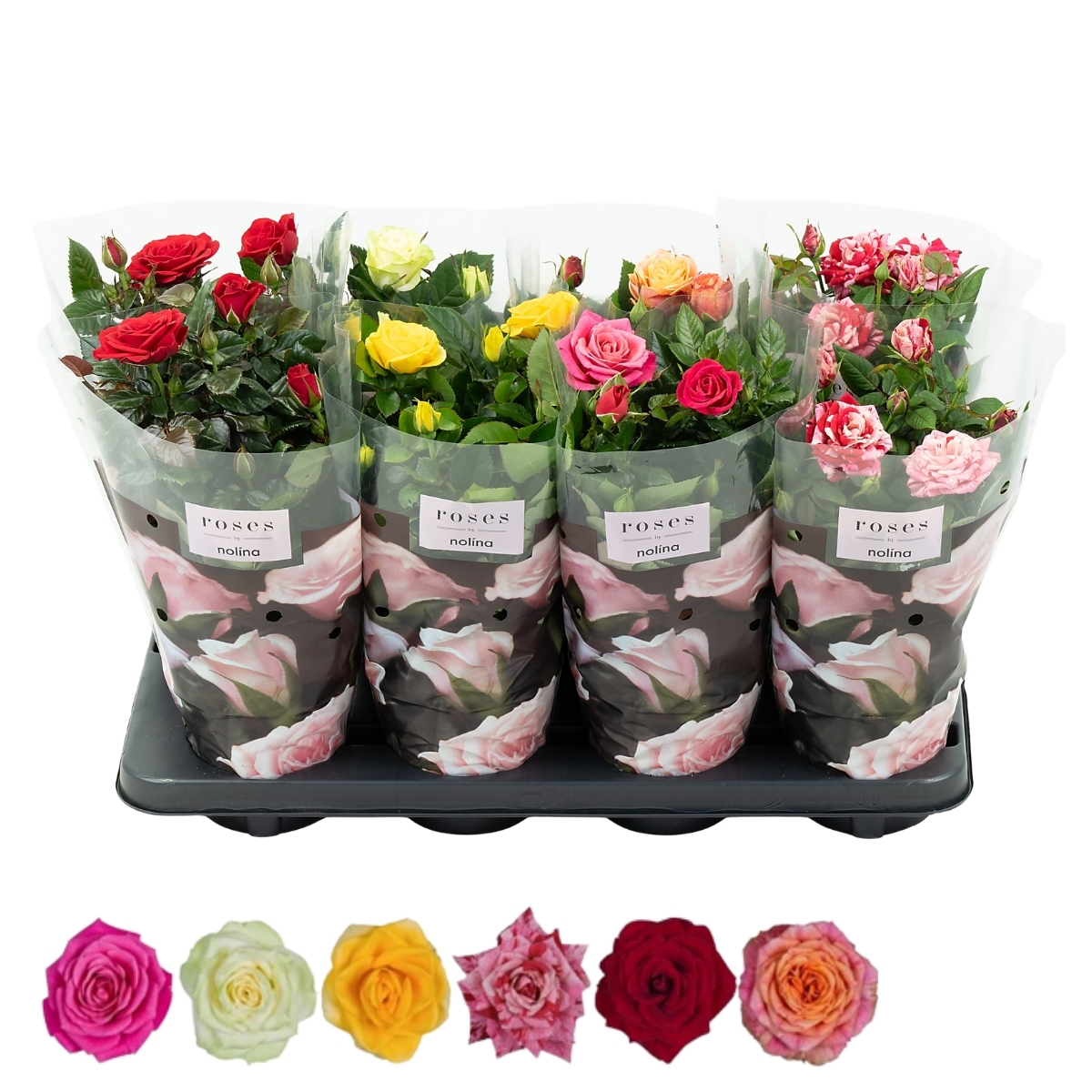 Nolina Roses Ø 13 Cm Mix St. 2-3