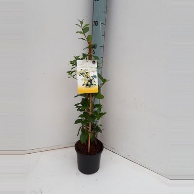 Trachelospermum jasminoides Star Of Toscane
