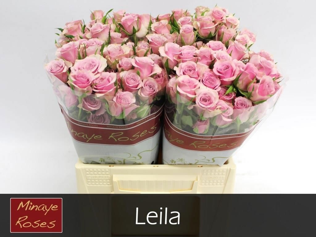 Rosa Spr Leila 40cm