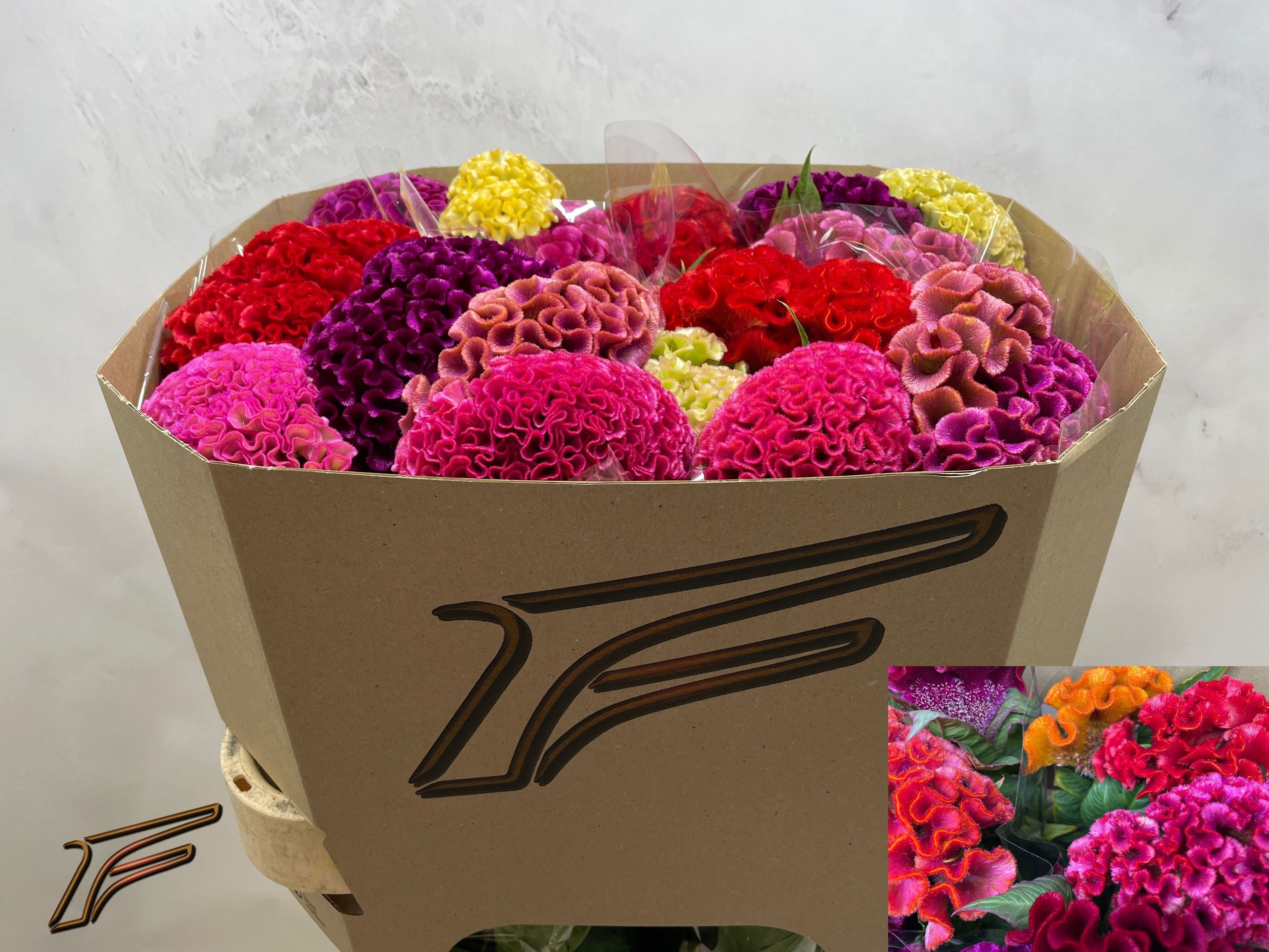 Celosia Act Mixed 80cm