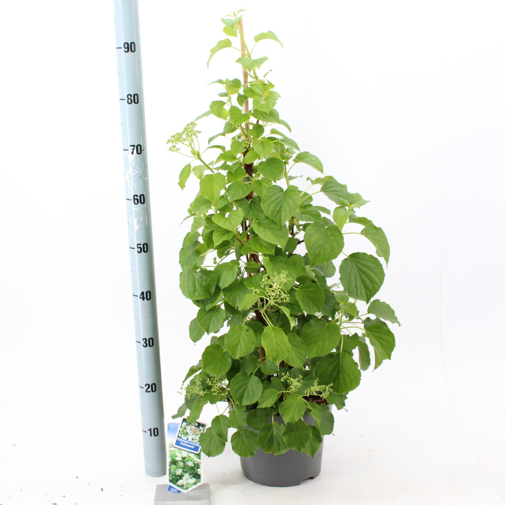 Picture of Hydrangea anomala petiolaris --gestokt 60 cm