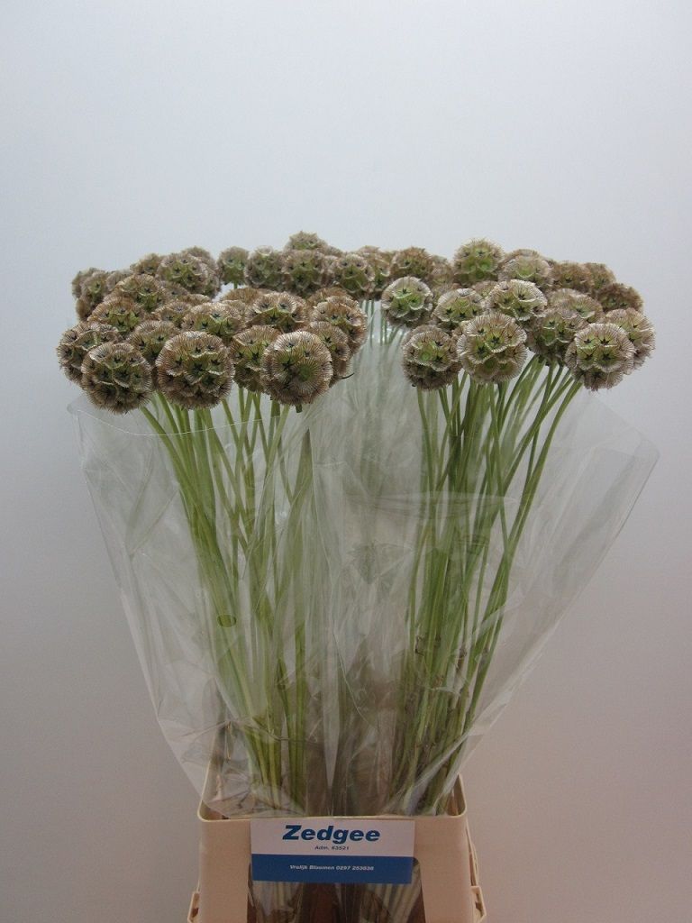 Scabiosa Stellat Zd