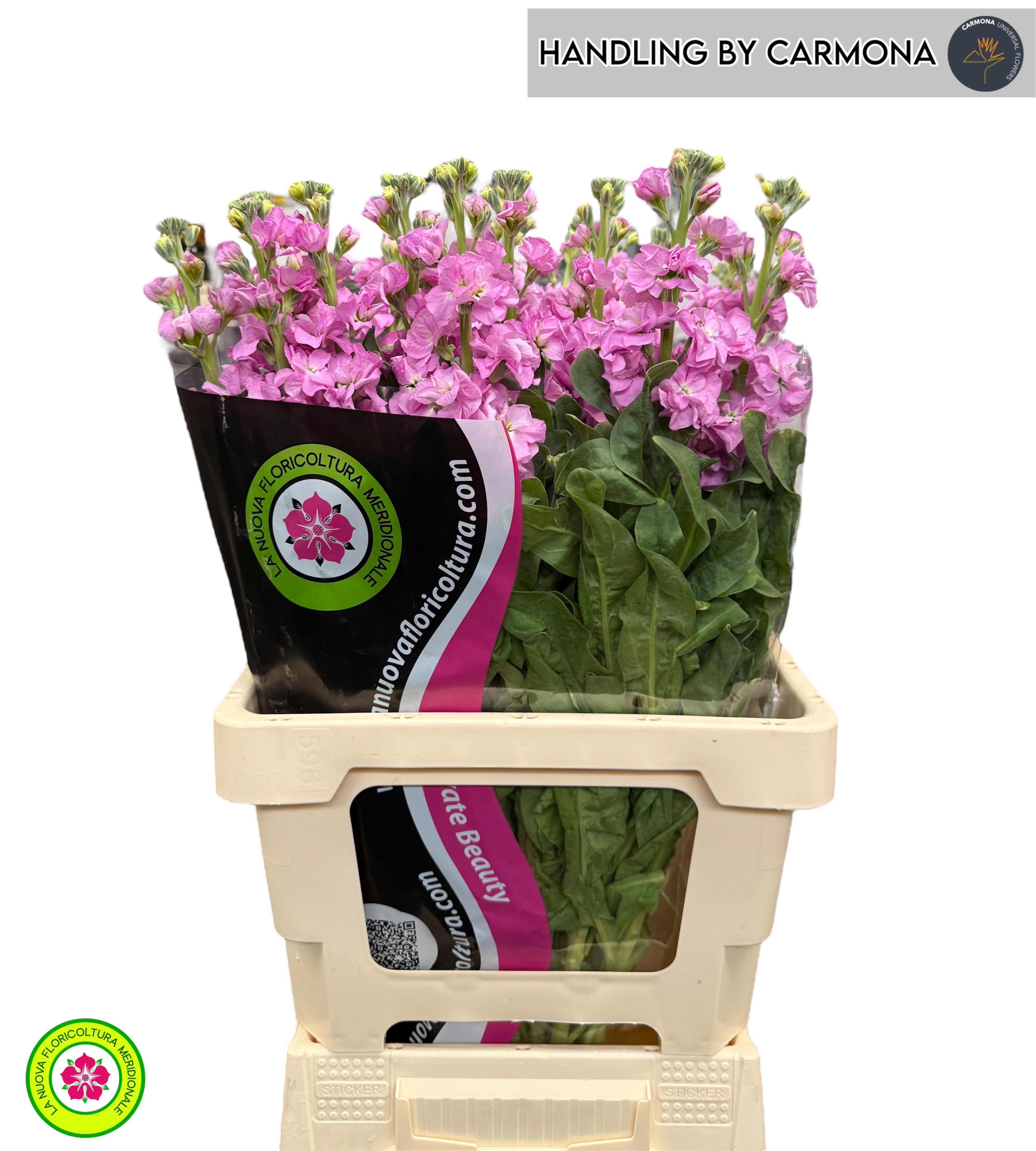 Matthiola Iron Pink 70cm