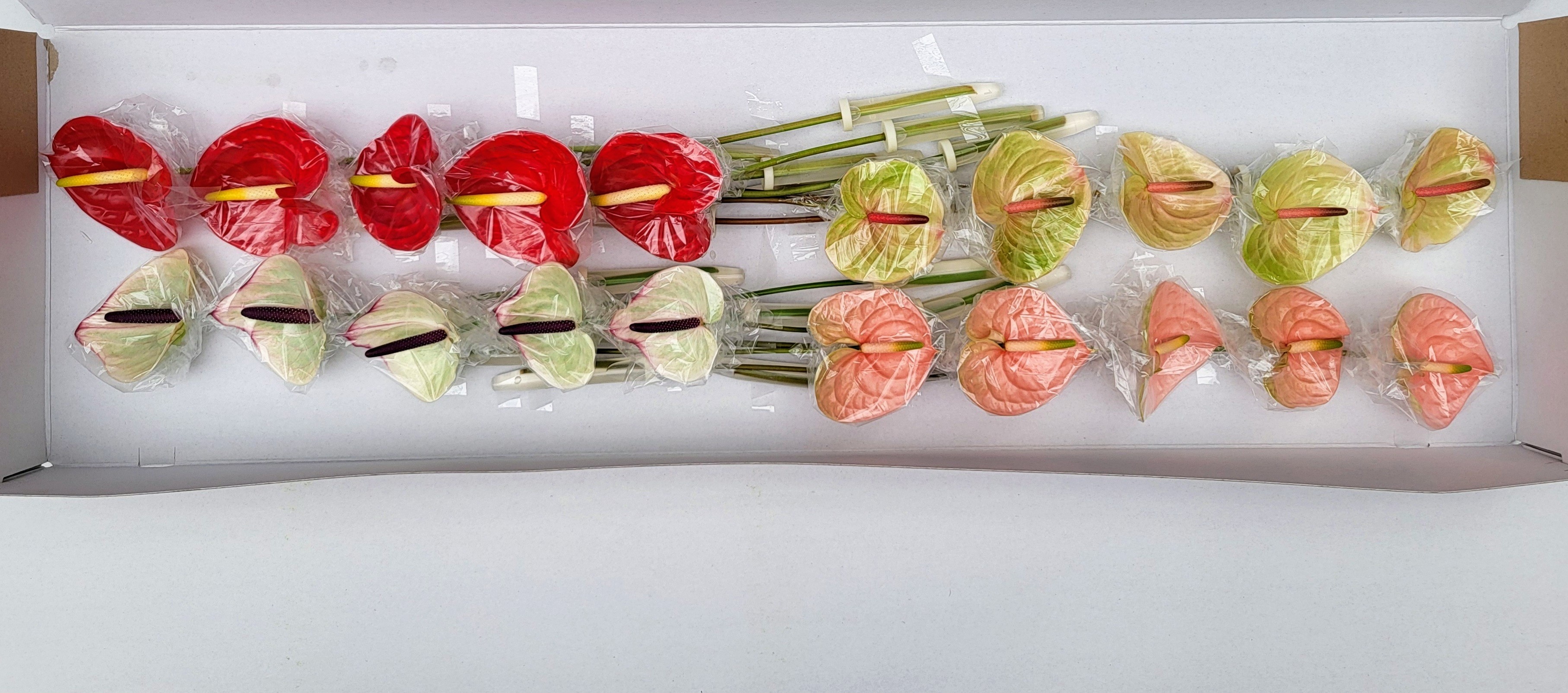 Anthurium Mixed 9Ø