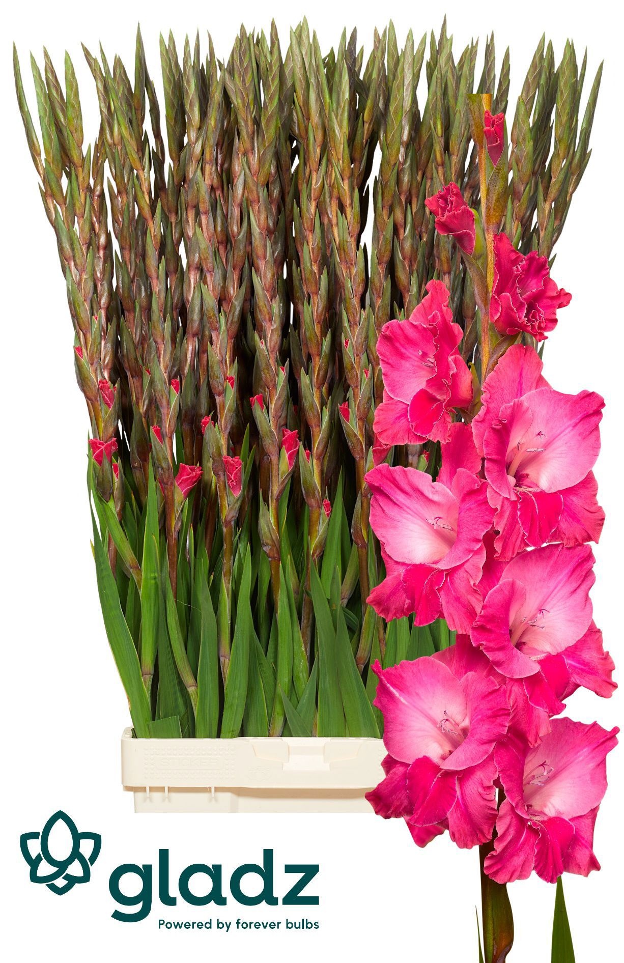 Glad Gr Fairyta Pink