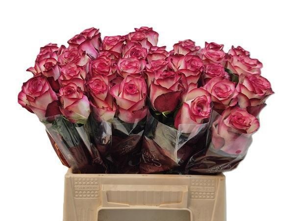 Rosa Paloma 40cm