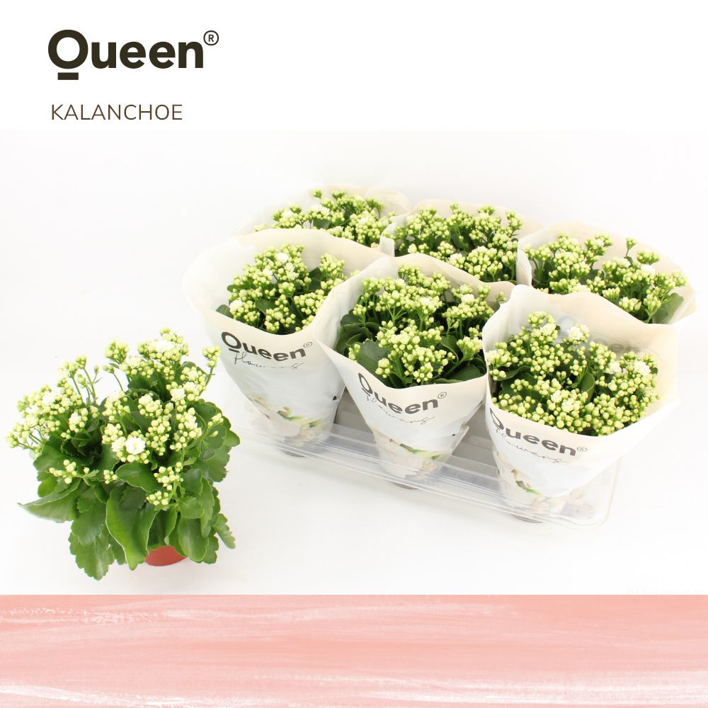 Picture of Kalanchoe Greta White Queen P14 26CM