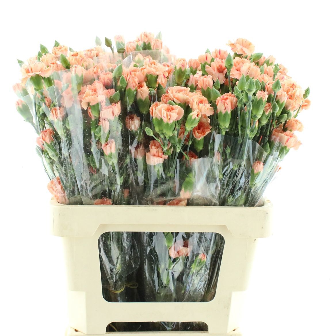 Di Tr Peach Vanilla