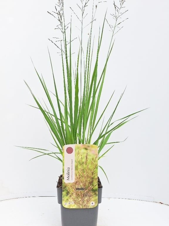 Molinia arundinacea 'Witches Broom'