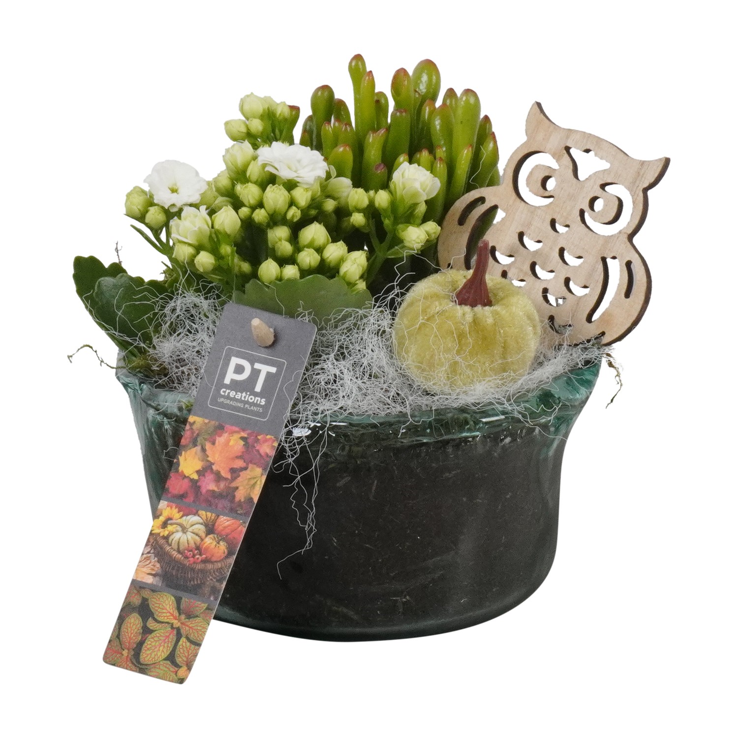 Picture of PTHG1720 Arrangement Autumn in glass bowl P14 17cm