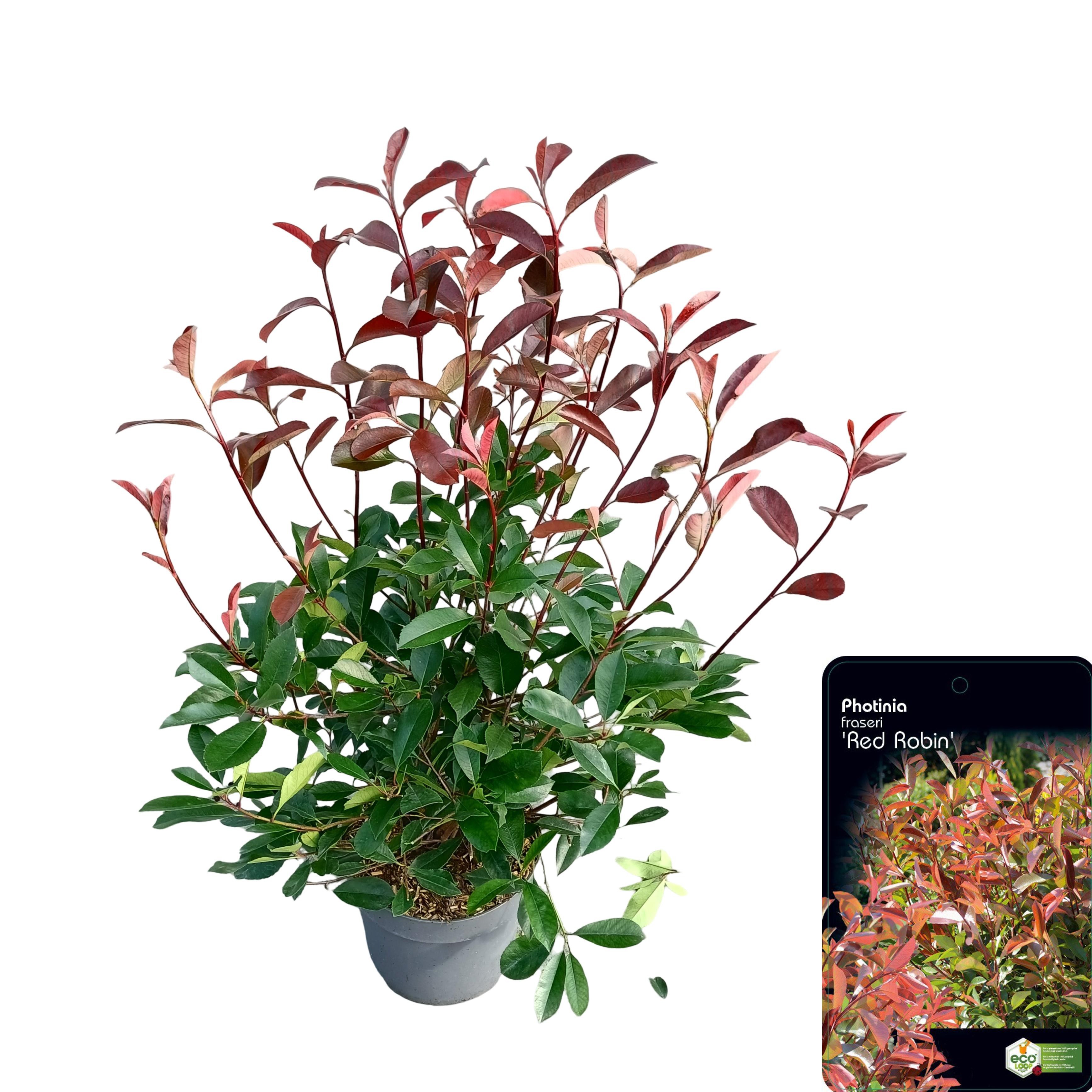 Picture of Photinia fraseri 'Red Robin' C10