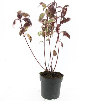 Picture of Cornus alba Sibirica Variegata P17 (2 Ltr) (LOOSE)