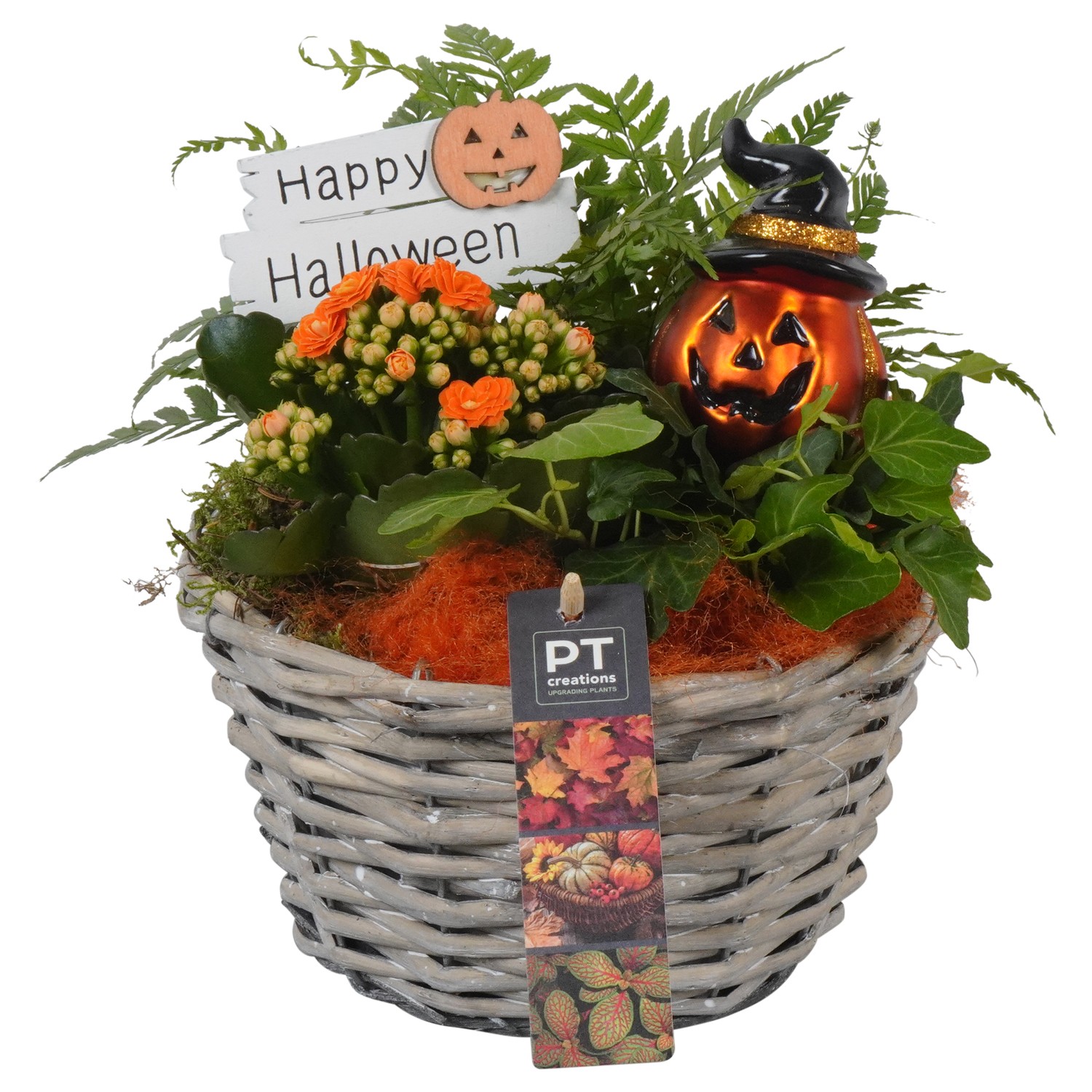 Picture of PTHL1930 Arrangement Halloween in willow basket P18 24CM