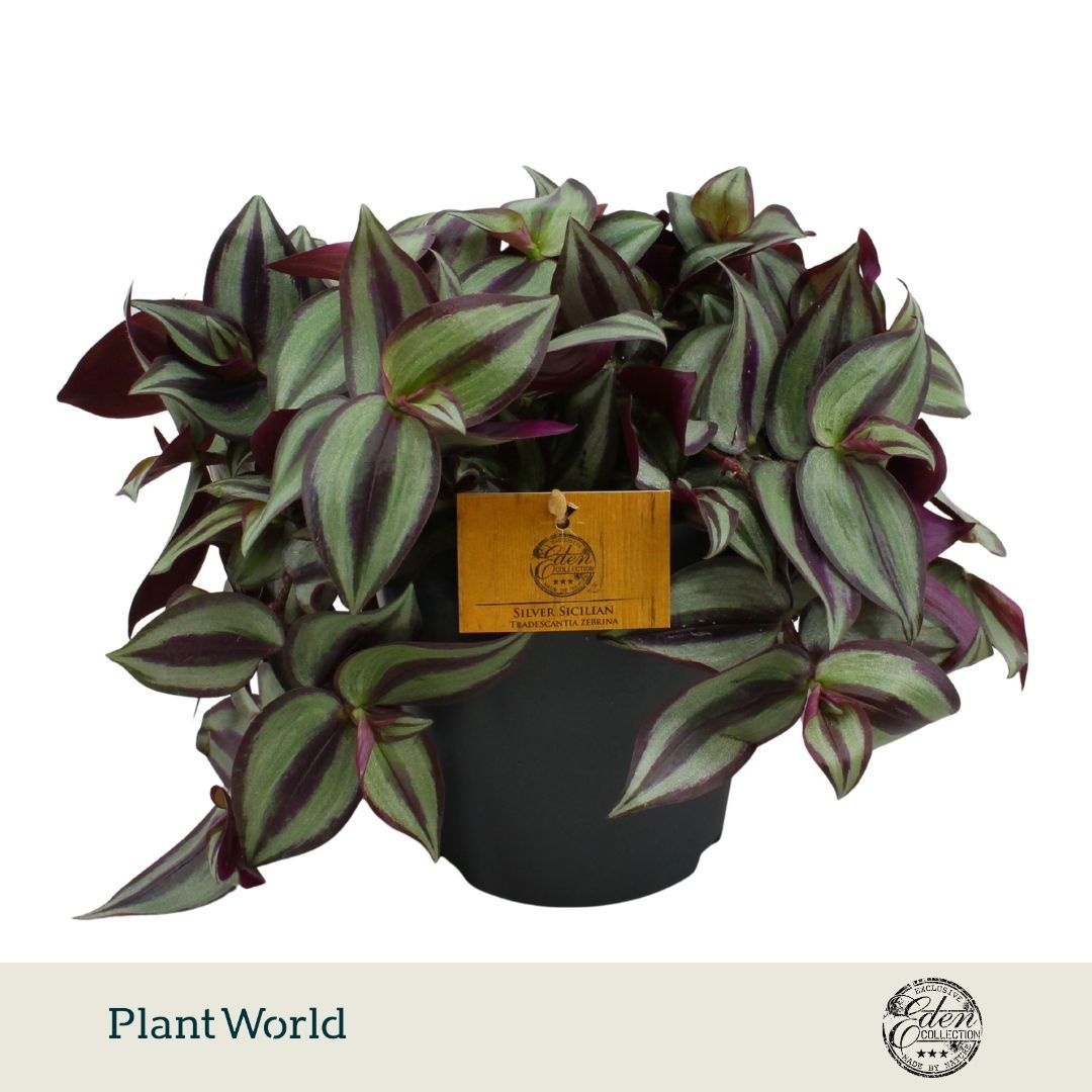 Tradescantia zebrina