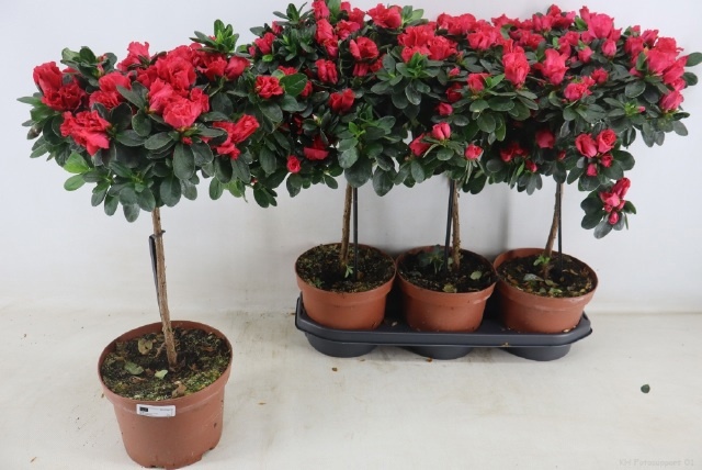 Rhodo Overig 19Ø 60cm