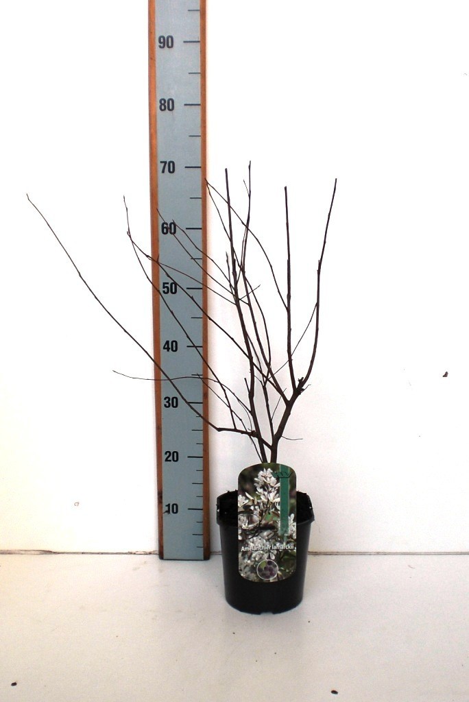 Amelanchier lamarckii