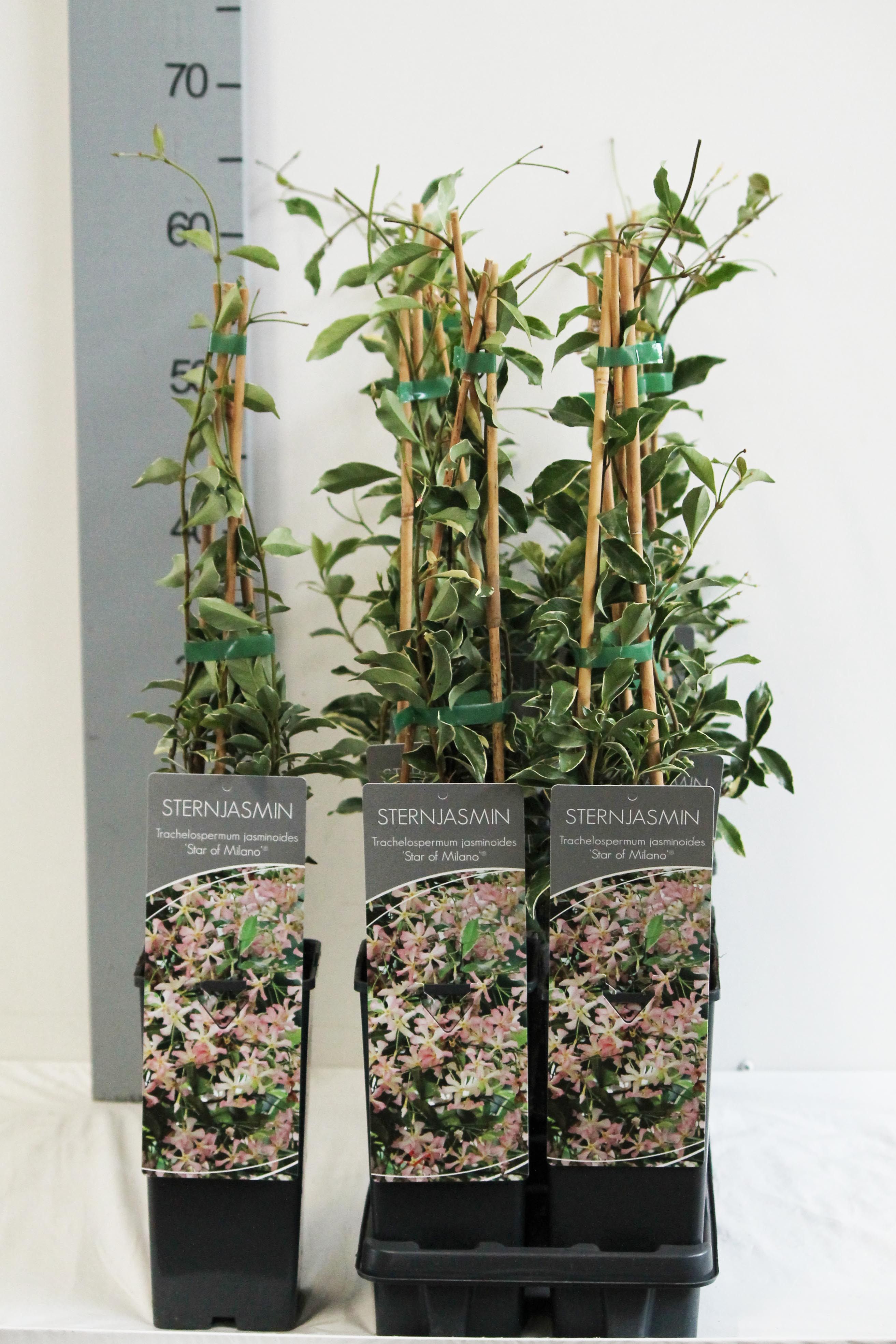 Trachelospermum jasminoides 'Star of Milano'