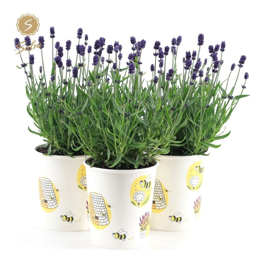 Picture of Lavandula ang. 'Felice'® Collection P12 in Cup Bee