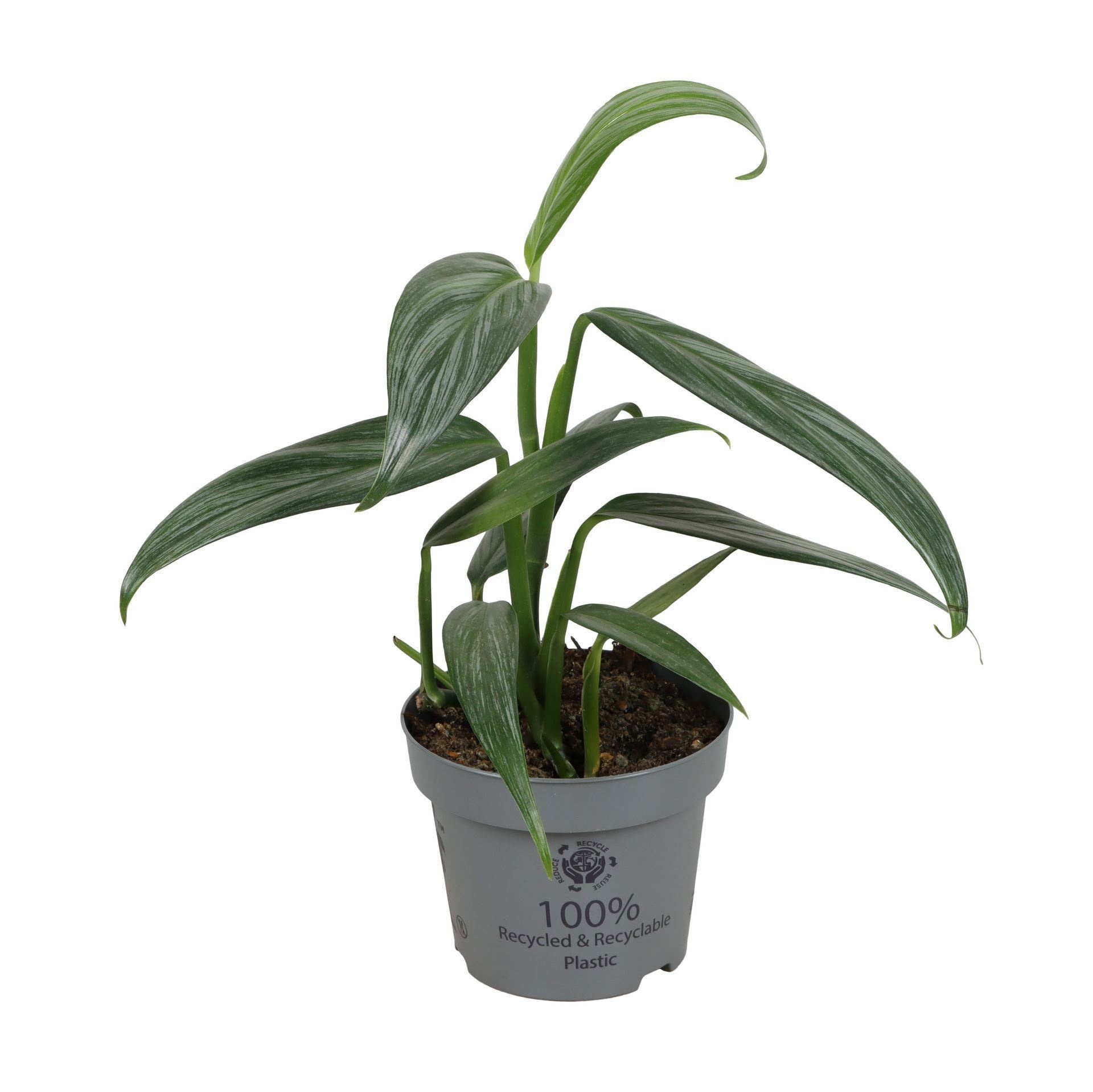 Epipremnum Amplissimum Silver