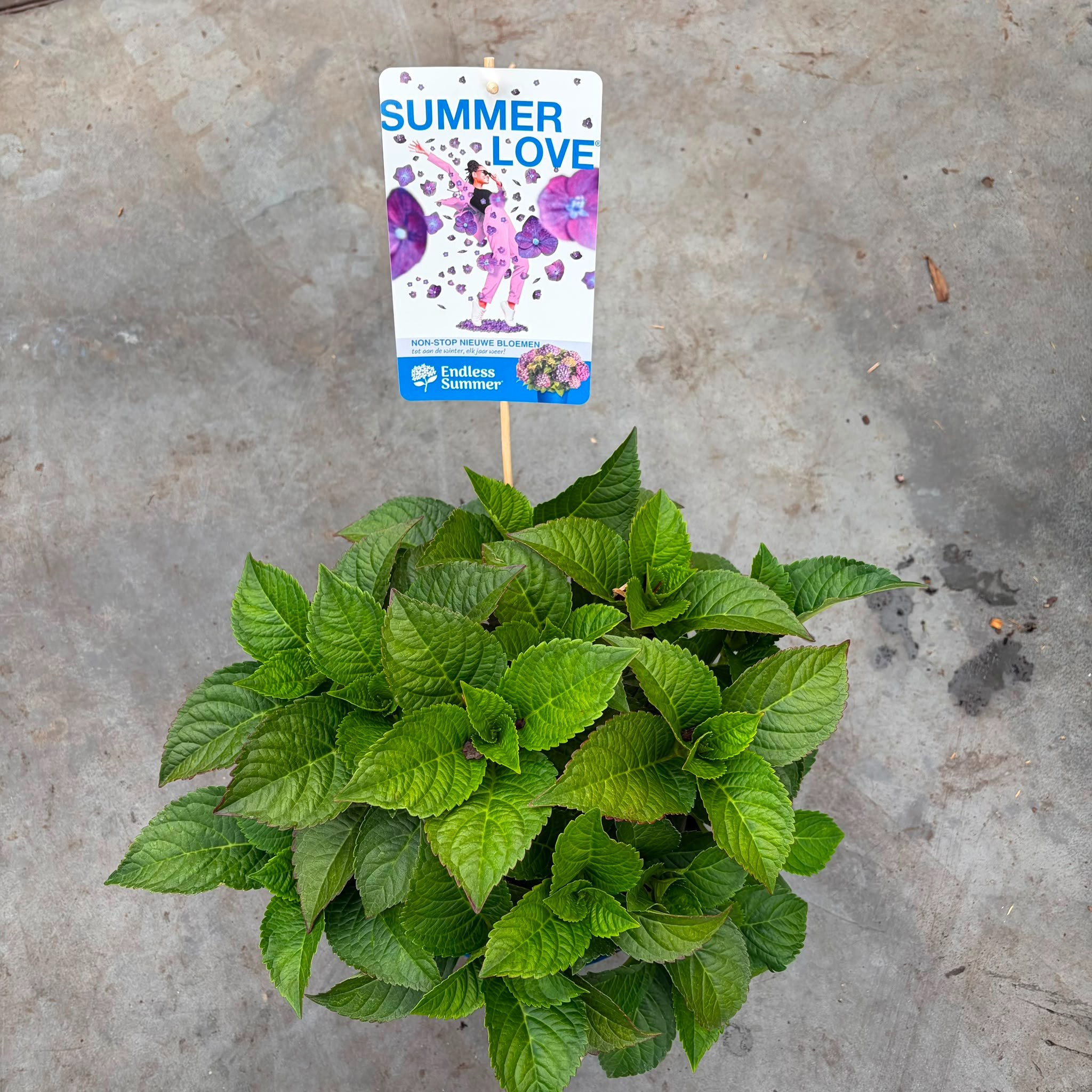 Hydrangea macrophylla Endless Summer Summer Love Purple