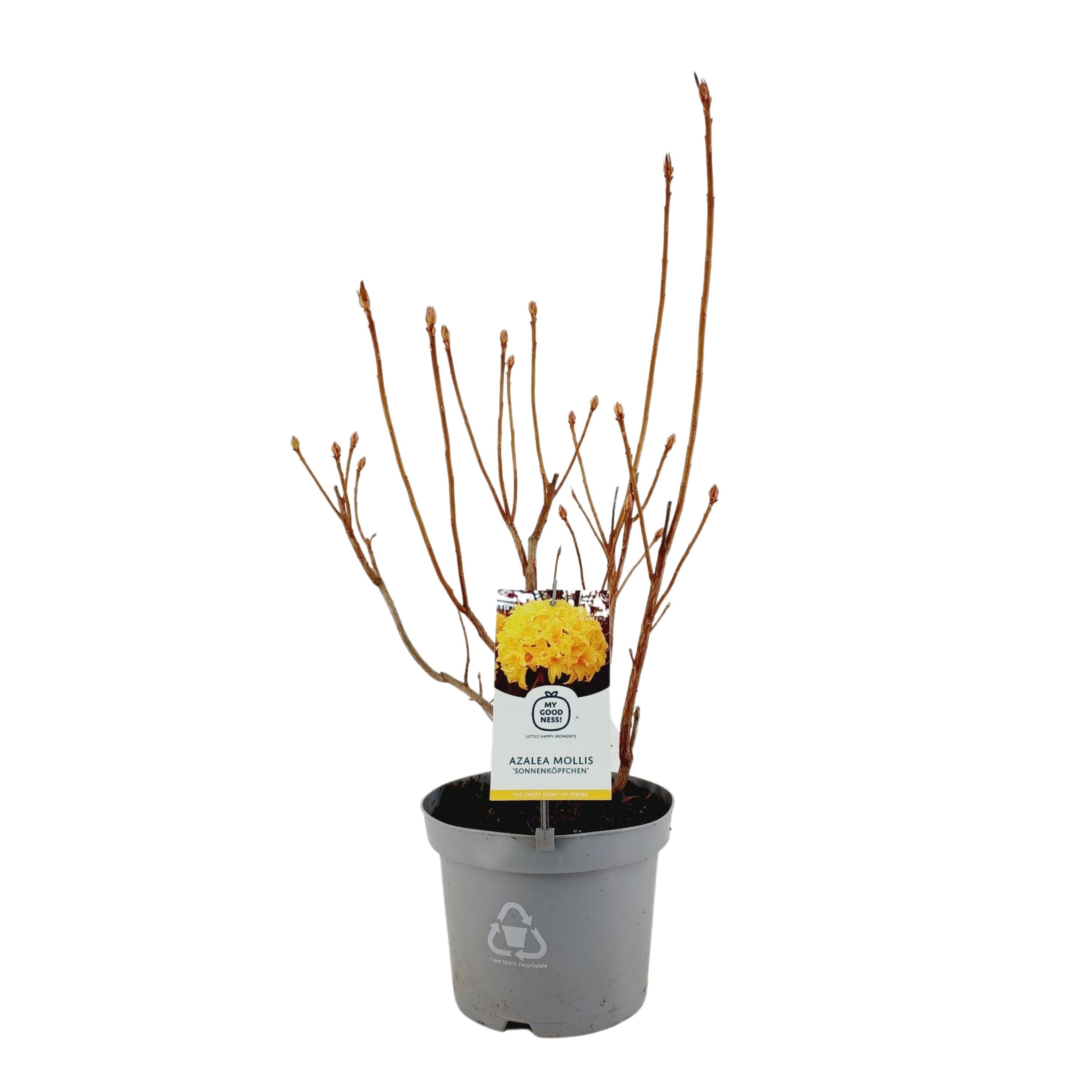 Rhododendron Moll. 40 /C5 'Sonnenkopfchen' | Gardenline