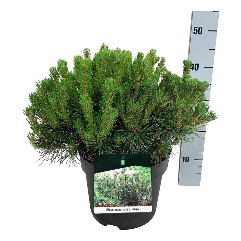 Picture of Pinus mugo mugo