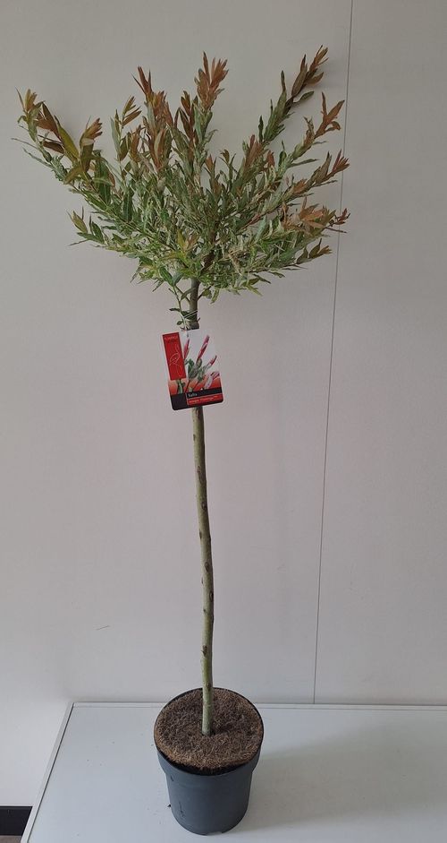 Salix Flamingo stam roze pot p21 Bkoe