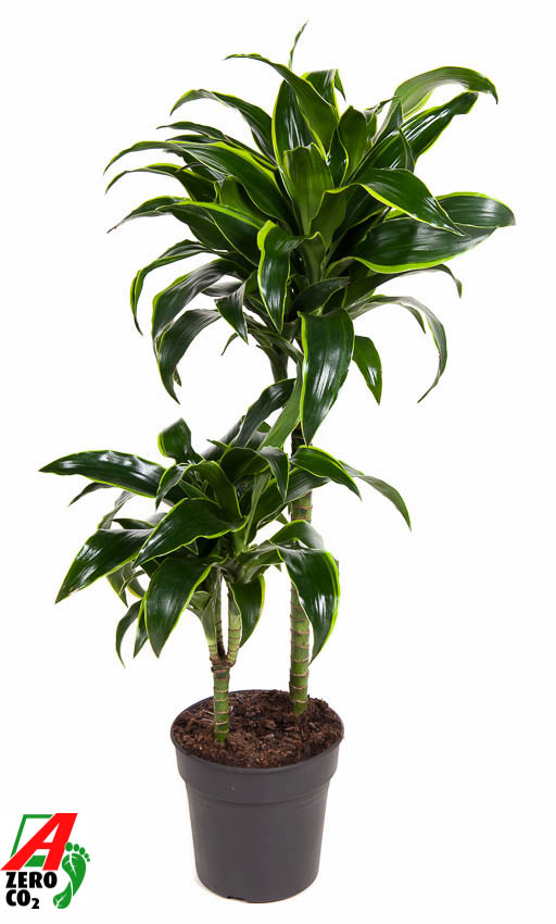 Picture of Dracaena Dorado 45-15 P19 90cm