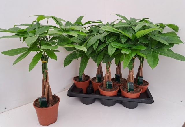 Pachira Aquatica 14P 55H