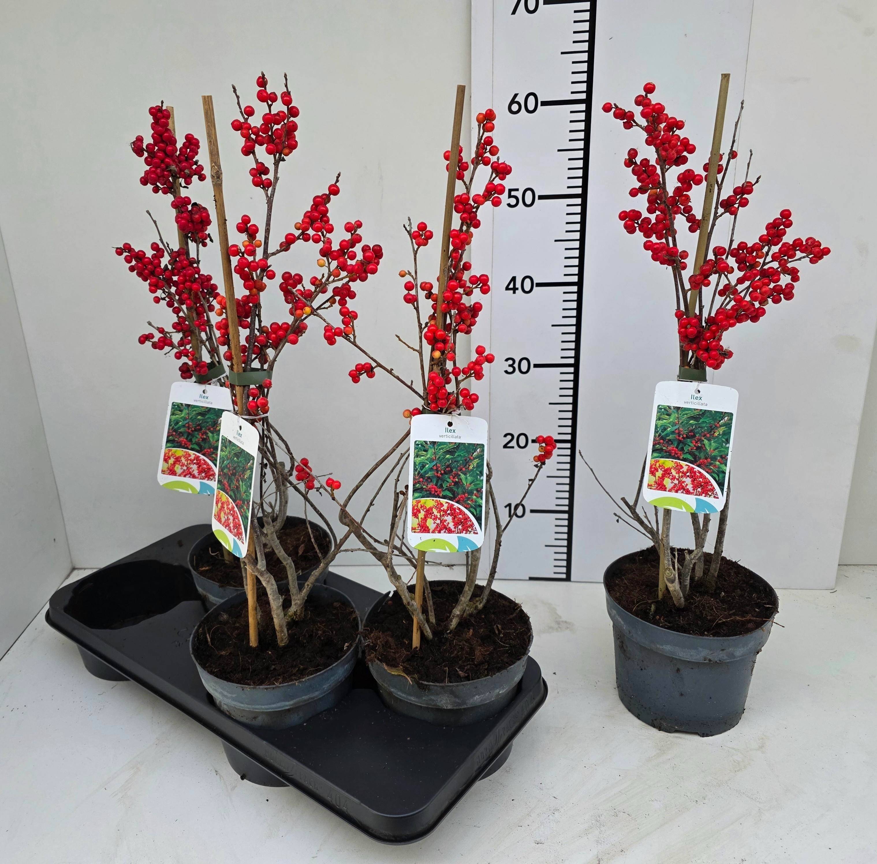 Ilex Verticillata 60cm