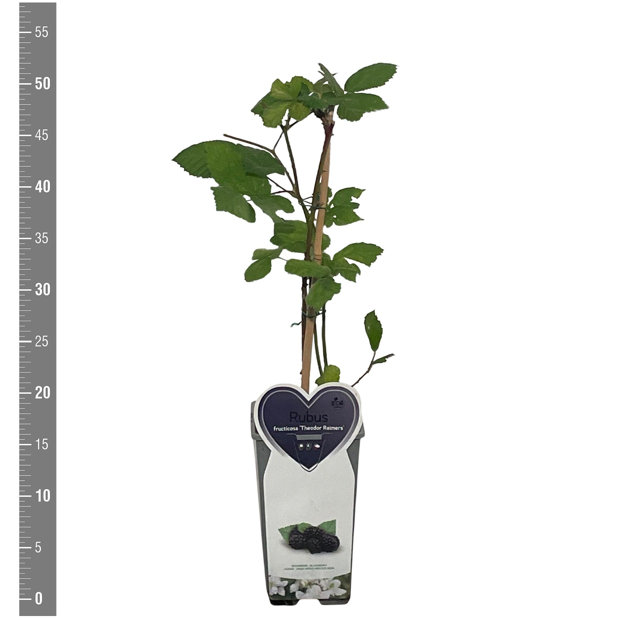 Rubus Kleinfruit Rubus f. Theodore Reimers 2 liter (Braam)