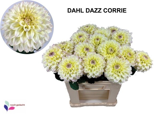 Dahlia Dazz Corrie 60cm