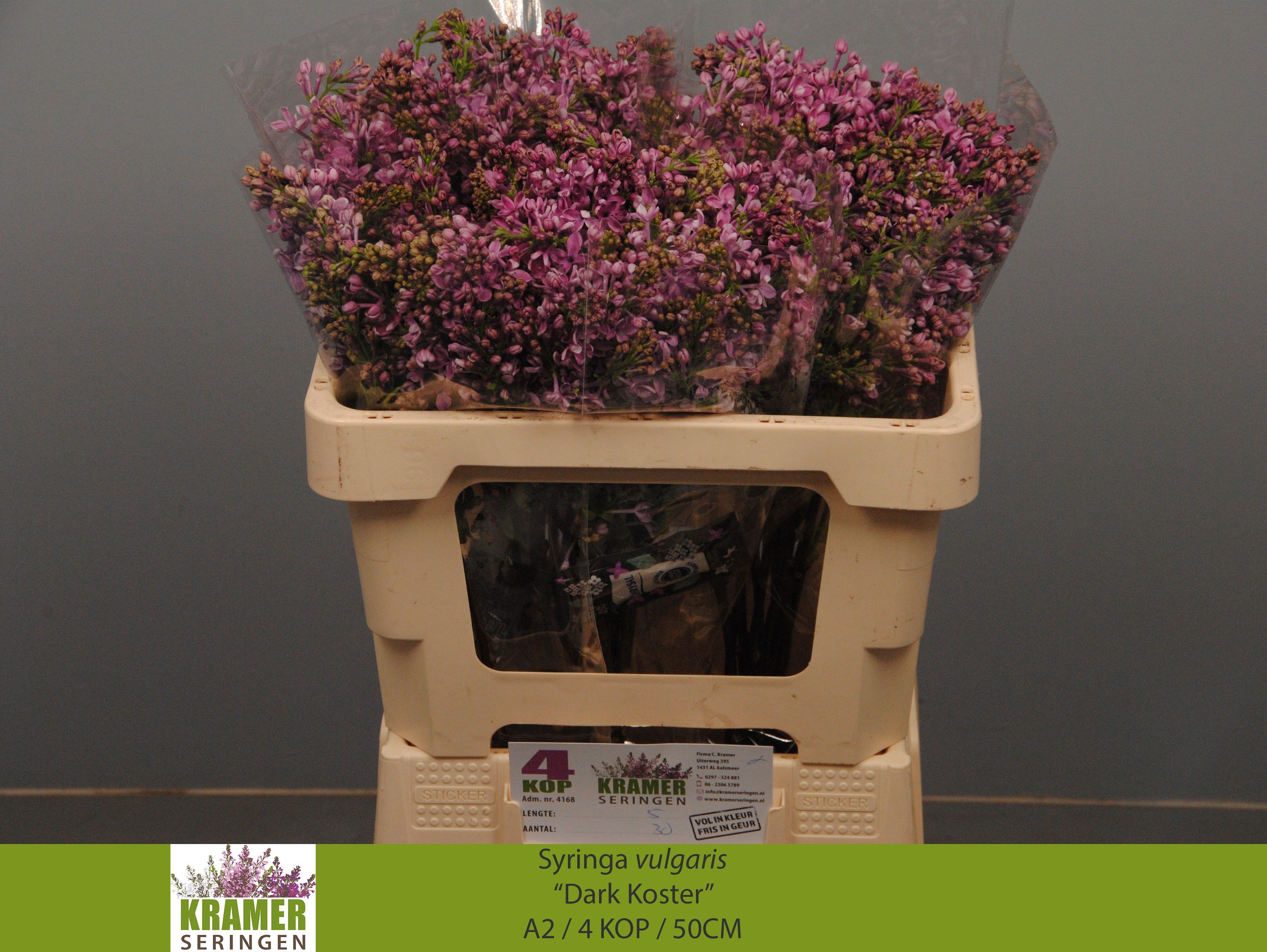 Lilac Dark Koster 50cm 4